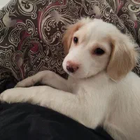 توله سگ اشپیتز مالتیز ۴ ماهه