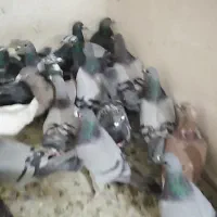 کفتر پلاکی|پرنده|شیراز, سعدیه شمالی|دیوار