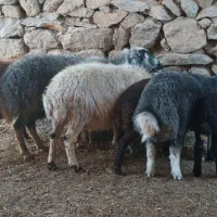 میش و بره افشاری ۳ راس