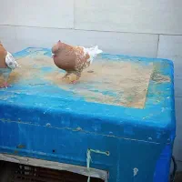 کبوتر یا کفتر بهبهانی کمیاب هیچکس ندار چاپی|پرنده|شیراز, شیشه‌گری|دیوار
