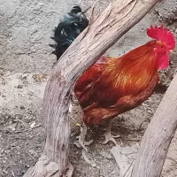 خروس محلی تپل و خوشگل