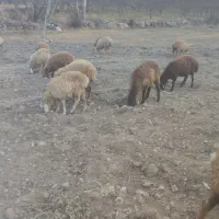 بره نر پای پروار|حیوانات مزرعه|مشگین شهر, |دیوار