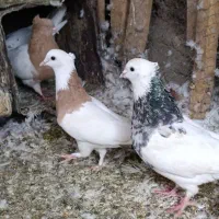 ریش سبز .خال سیاه افغان . کله سرخ زرد چپ سیاه نقش