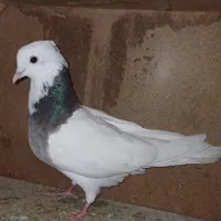 کبوتر