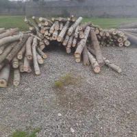 خرید چوب صنوبر و....|خدمات باغبانی و درختکاری|کوچصفهان, |دیوار