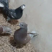 کفتر|پرنده|قم, مهر آباد|دیوار