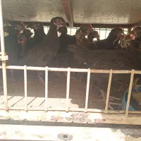 جوجه مرغ و خروس گلپایگانی مشکی