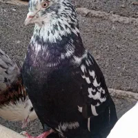 تعدادی کبوتر پرشی بهشرط زرندیه|پرنده|زرندیه, |دیوار