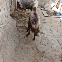 میش و بره پلنگی فروشی