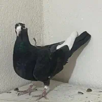 کبوتر پرنده|پرنده|شیراز, فرهنگیان|دیوار