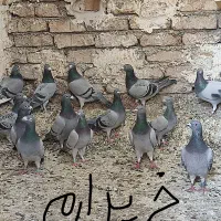 کبوتر پلاکی تعداد