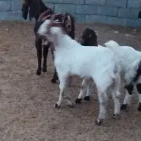 یک کولار پاکستانی اصل یک ساله آبستن بادوتا بزغاله|حیوانات مزرعه|ملک‌آباد, |دیوار