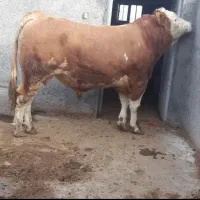 گوساله سیمنتال سوپر چاق درجه۱