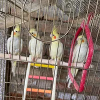 عروس هلندی|پرنده|سلماس, |دیوار