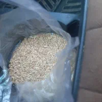 گندم