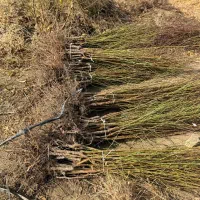 نهال بادام پویا با باردهی خوشه ای|خدمات باغبانی و درختکاری|یاسوج, |دیوار