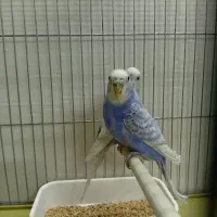 مرغ عشق اسپانگل بنفش بلژیکی|پرنده|شیراز, محراب|دیوار