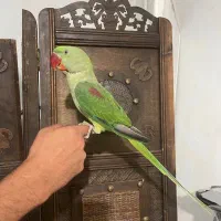 شاه طوطی نر رام شاه تخم خانگی پنج ماهه ایرانی اصیل