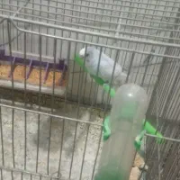 پرنده مرغ عشق تنها|پرنده|داران, |دیوار