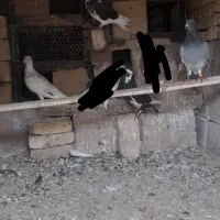 کبوتر|پرنده|فراغی, |دیوار