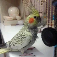 یک جفت عروس هلندی دستی|پرنده|طرقبه, |دیوار