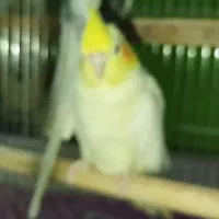 عروس هلندی لوتینو|پرنده|چابهار, |دیوار