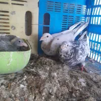 جفت پلاکی سرور