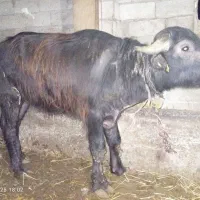 گوساله گاومیش نر|حیوانات مزرعه|نمین, |دیوار