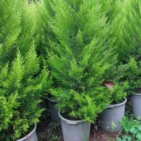 کاج لاوسون سطل ۱۲