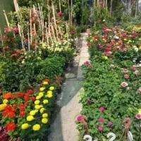 باغبانی، هرس، سمپاشی، گلکاری باغچه