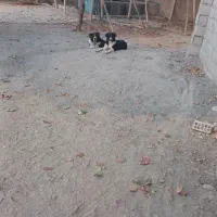 واگذاری توله