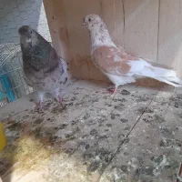 کفتر کبوتر