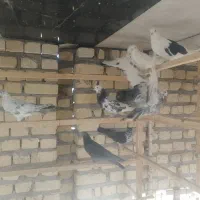 کفتر فروشی