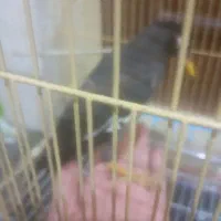 مرغ‌مینا|پرنده|ساوه, |دیوار