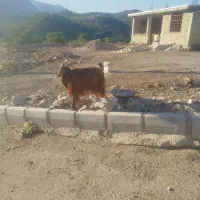 دو عدد بز گله داری به فروش میرسد|حیوانات مزرعه|بازفت, |دیوار