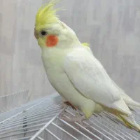 عروس ماده اماده جفتگیری