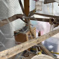 فروش عروس هلندی|پرنده|تهران, تاکسیرانی|دیوار