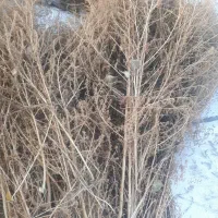 جارو|لوازم نظافت|خوی, |دیوار