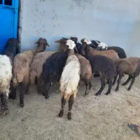 سلام خدمت دوستان ۱۱راس بره ماده جنس دار