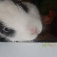 واگذاری خرگوش