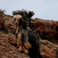 دبر|حیوانات مزرعه|بابا حیدر, |دیوار