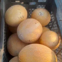 گرکه شیرین
