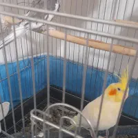 یک جفت عروس هلندی مولدوایت فیس نر لوتینوماده|پرنده|قم, شهرک امام حسین|دیوار