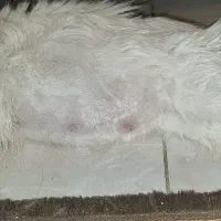 گربه پرشین بیریتیش باردار|گربه|اصفهان, حسین‌آباد|دیوار