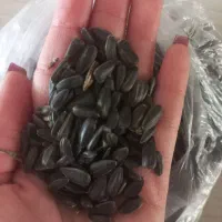 تخمه آفتابگردان