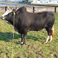 ورزا جونکا گاو نر محلی