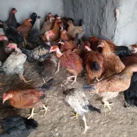 خروس|حیوانات مزرعه|شوشتر, |دیوار