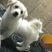 واگذاری پت نر|سگ|تهران, ابوذر|دیوار