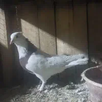 نروماده طوقی|پرنده|ساوه, |دیوار