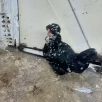 مرغ و خروس نژاد دار|حیوانات مزرعه|مشهد, محمدآباد|دیوار